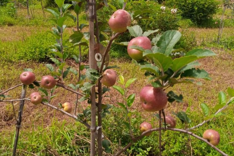 Návštevy farmárov (1)