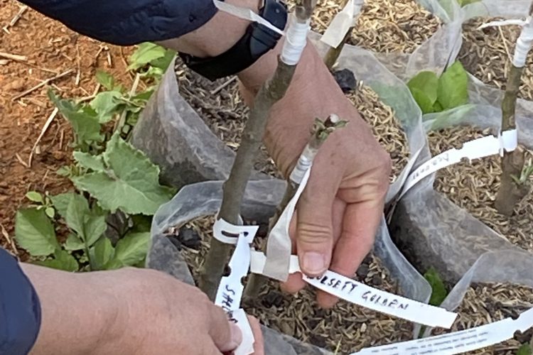 Ovocná škôlka (2)