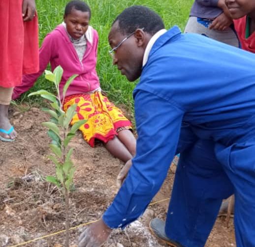 05_Výsadba_jabloní_(2)